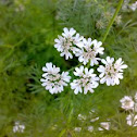Coriander Flowers ( धनिया के फूल )