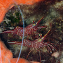 Dancing Shrimp