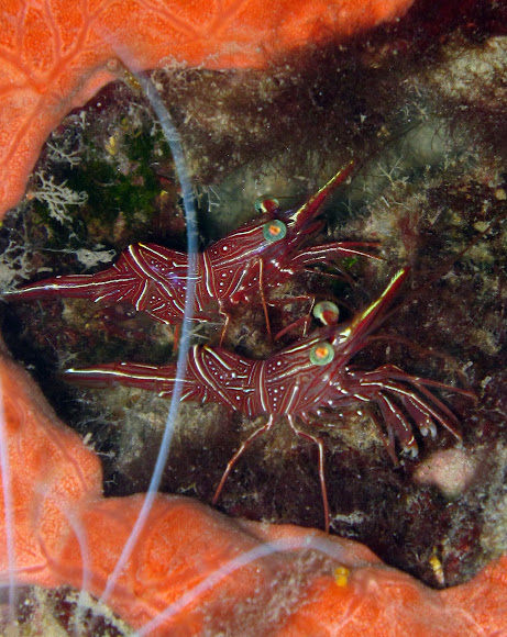 Spotting Image 1