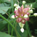 Wild onion
