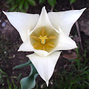 white triumphator tulip