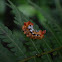 Oruga (Caterpillar)