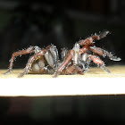 Mygalomorph Spider