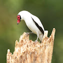 Pájaro chancho, o Titira carirroja