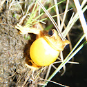 Rana trepadora