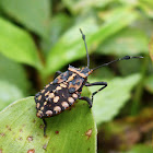 Leaf footed bug nymph