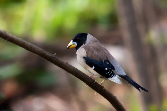 Spotting Image 1