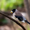Chinese Grosbeak