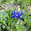 Texas Bluebonnet