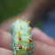 Cecropia Moth Caterpillar