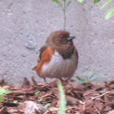 Eastern Towhee