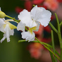 Orquídea Papilionanthe