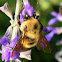 bumblebee