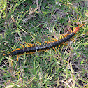 Giant Red-headed Centipede