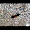 Isabella tiger moth caterpillar