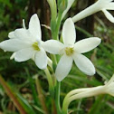 Tuberose