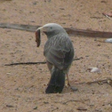 Jungle babbler