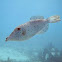 Scrawled Filefish