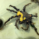 Toad crab