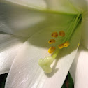 Easter lily