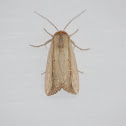 Moth