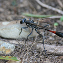 Thread-Waisted Wasp
