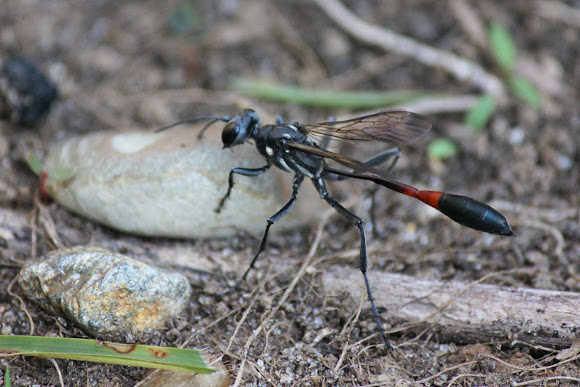 Spotting Image 1