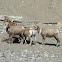 Big Horn Sheep