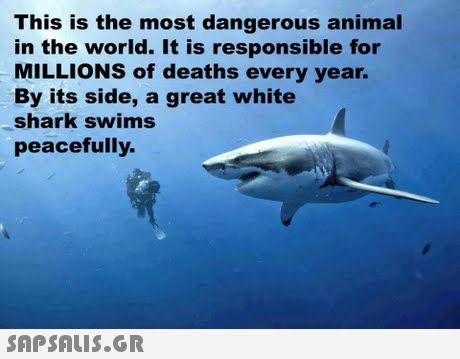 This is the most dangerous animal in the world. It is responsible for MILLIONS of deaths every year. By its side, a great white shark swims peacefully. 