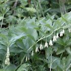 (Common) Solomon's Seal