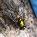 Blow Fly