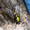 Blow Fly