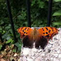 Question Mark Butterfly