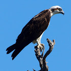 Eastern Osprey