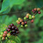 coffee plant