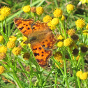 Comma butterfly