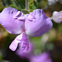 Cape Sweetpea