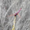 Espiadimonis [Trithemis]