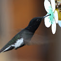 Black Jacobin