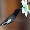 Black Jacobin
