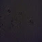 Red fox tracks
