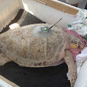 Loggerhead Sea Turtle