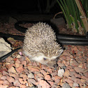 Desert Hedgehog