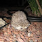 Desert Hedgehog