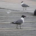 Black-headed Gull