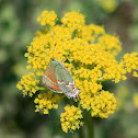 Juniper Hairstreak butterfly