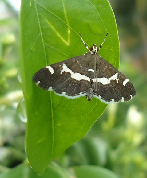 Spotting Image 1