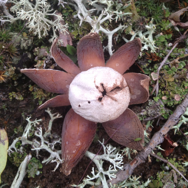 Barometer earthstar Project Noah
