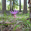 Fairy Slipper