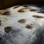 Song Thrush